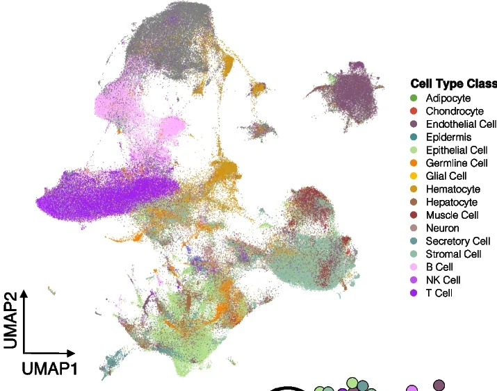 Open access visualization of UMAP, Adult Tissues, Fetal Tissues, scRNA-seq, Cell Type Class