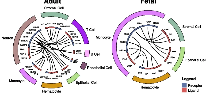 Open access visualization of Pathway, Network, Receptor Ligand Interaction, Cell Type Class, Fetal Tissue