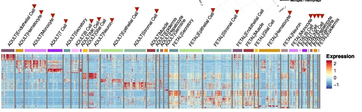 Open access visualization of Heatmap, UMAP, DE Genes, Cell Type Class, Fetal Tissue