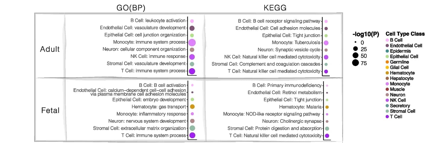Open access visualization of Scatter Plot, Bubble Plot, GO BP, KEGG Pathways, Cell Type Class