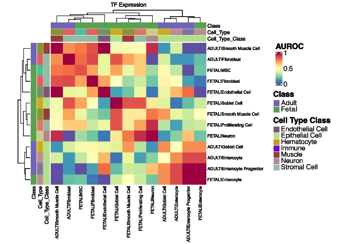 Open access visualization of Heatmap, Clustered, MSC Lineage, Adult Colon, Fetal Colon