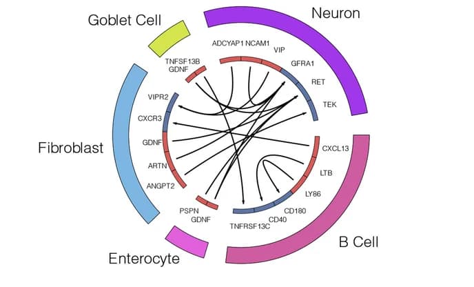 Open access visualization of Network, Chord, Receptor-Ligand Interactions, Cell Type Classes, Colon