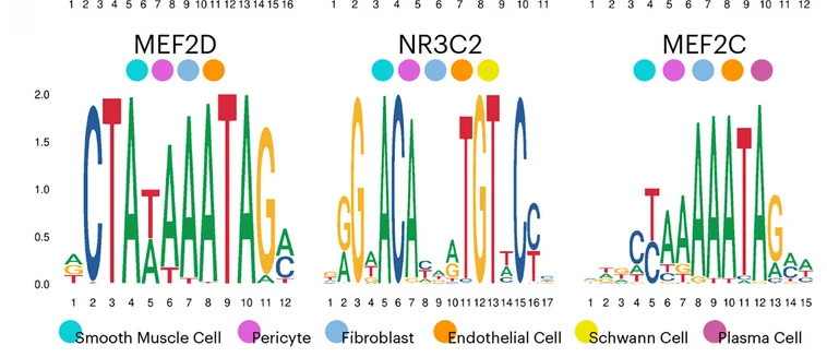 Open access visualization of Illustration, Receptor-Ligand Interactions, Cell Type Classes, Adult Colon, scRNA-seq