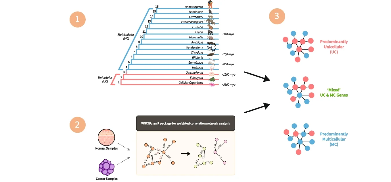 Open access visualization of Network, Pathway, Gene Co-expression Modules, Phylostratigraphy, WGCNA