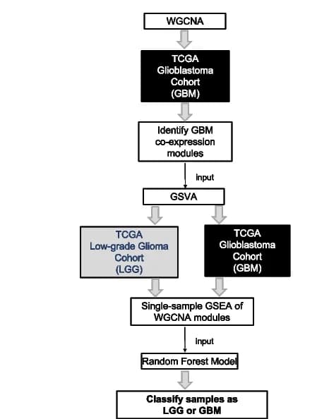 Open access visualization of Workflow, Flowchart, Random Forest Model, Adult Glioma, LGG