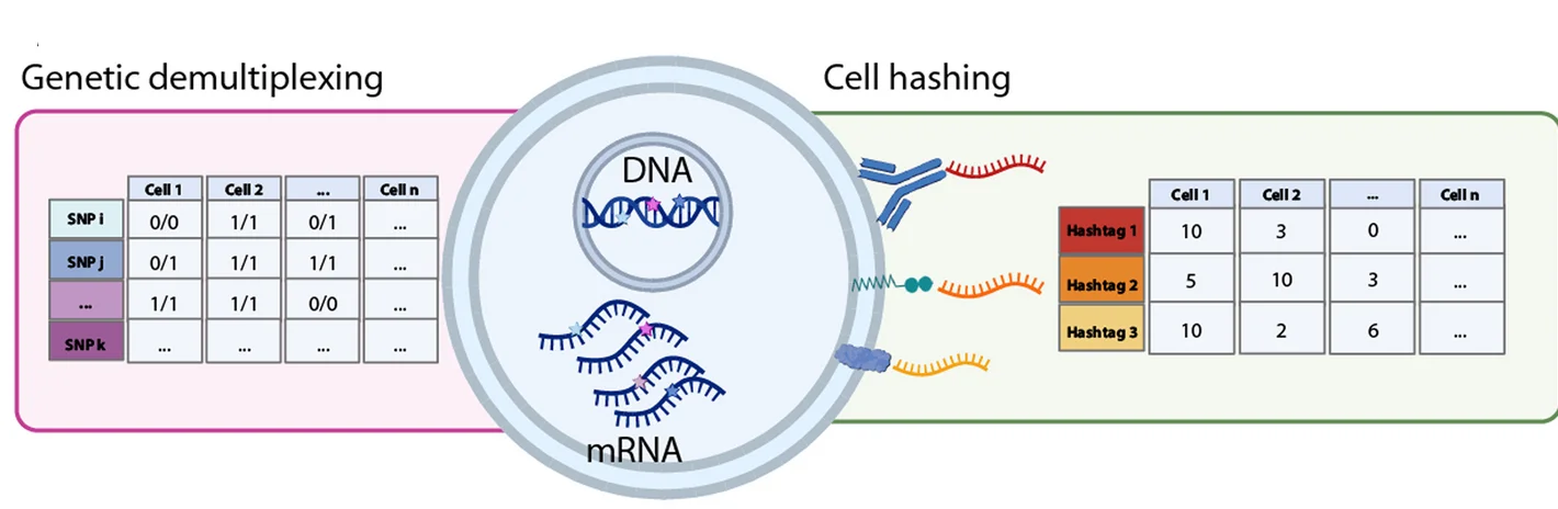 Open access visualization of Workflow, Table Image, Illustration, Single-Cell Multiplexing, Hashing Cell Counts