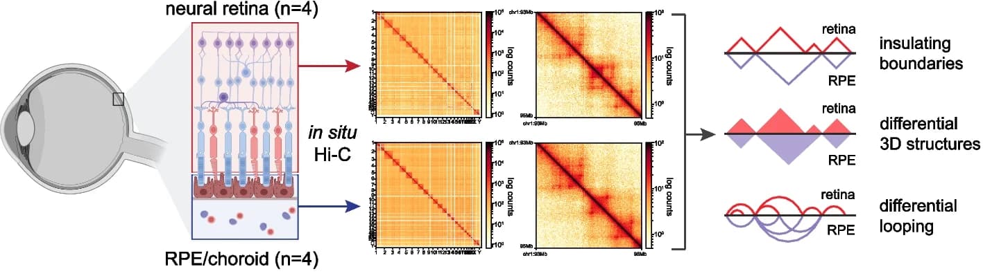 Open access visualization of Heatmap, Line Plot, Hi-C, 3D Contact Matrices, Neural Retina