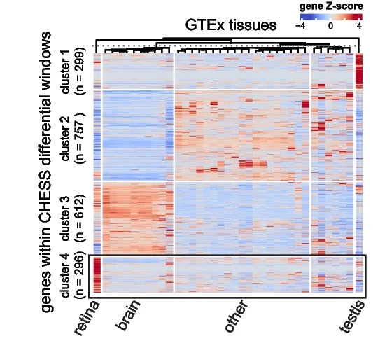 Open access visualization of Heatmap, Clustered, Genes, CHESS, Differential Windows