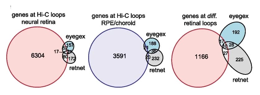 Open access visualization of Venn Diagram, Hi-C, Loop Anchors, Neural Retina, RPE/Choroid