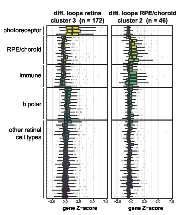 Open access visualization of Violin Plot, Scatter Plot, Single-cell RNA Expression, Human Retina, Gene Clusters