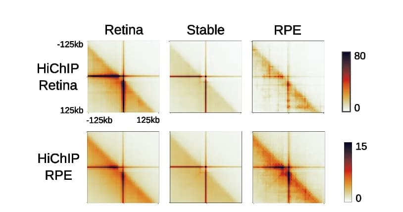Open access visualization of Heatmap, Aggregate Peak Analysis, HiChIP Loops, Neural Retina, RPE/Choroid
