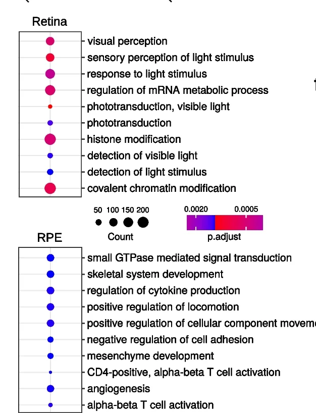 Open access visualization of Bubble Plot, GO Biological Process Terms, HiChIP-Contacted Promoters, Neural Retina, RPE/Choroid