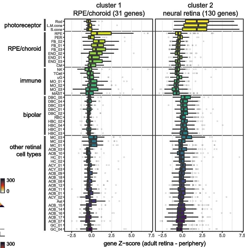 Open access visualization of Box Plot, Scatter Plot, Single-Cell RNA Expression, Adult Human Retina, Inherited Retinal Disease Genes