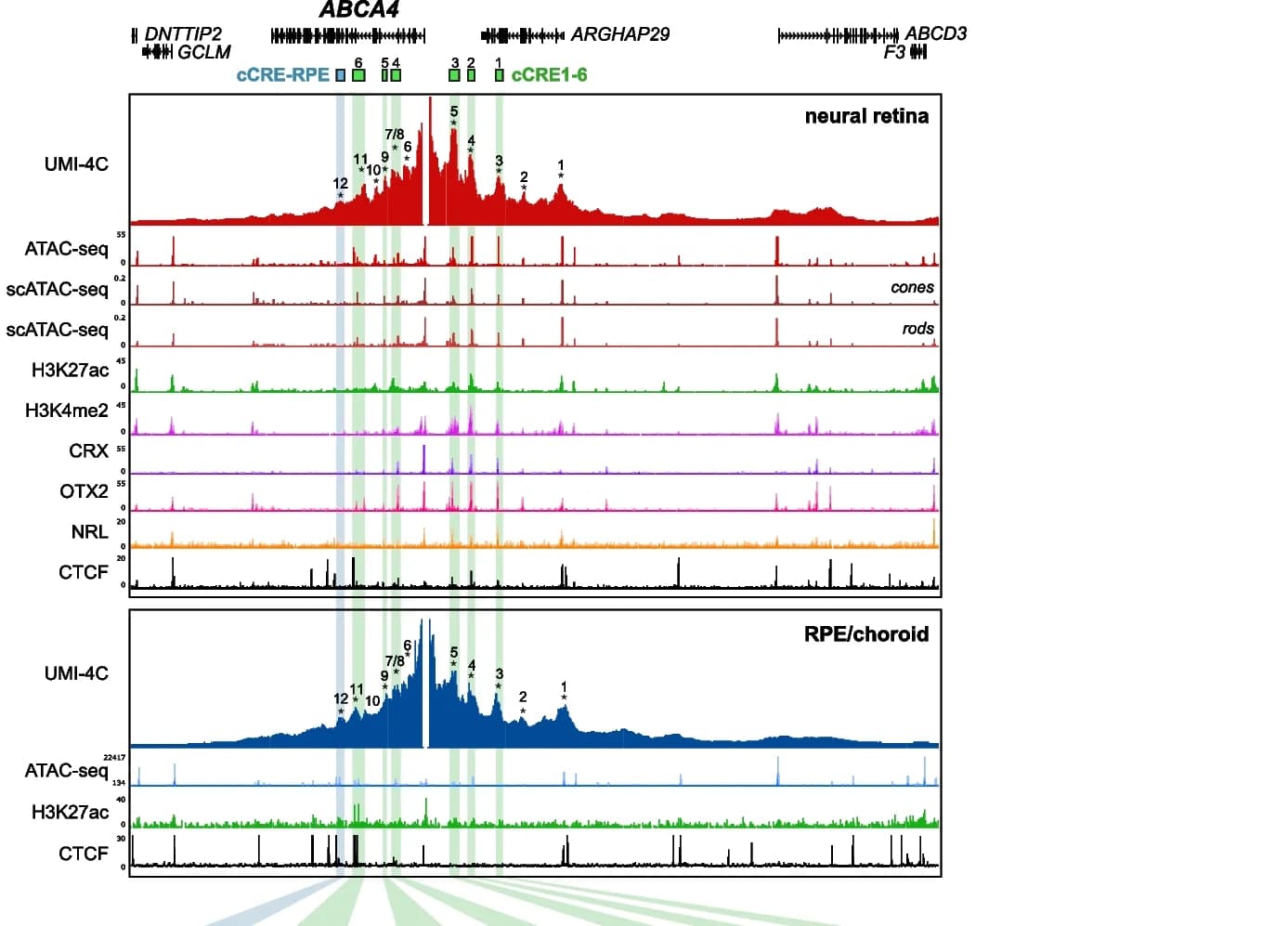 Open access visualization of Line Plot, Bar Plot, ABCA4, Promoter Interaction, UMI-4C
