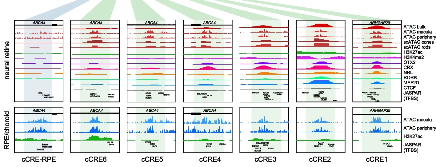 Open access visualization of Line Plot, Density Plot, cis-Regulatory Elements, Transcription Factor Binding, CRX
