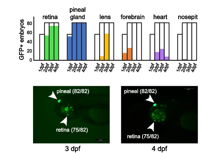 Open access visualization of Bar Plot, Photo, Microscopy, In Vivo Enhancer Assays, cis-Regulatory Elements