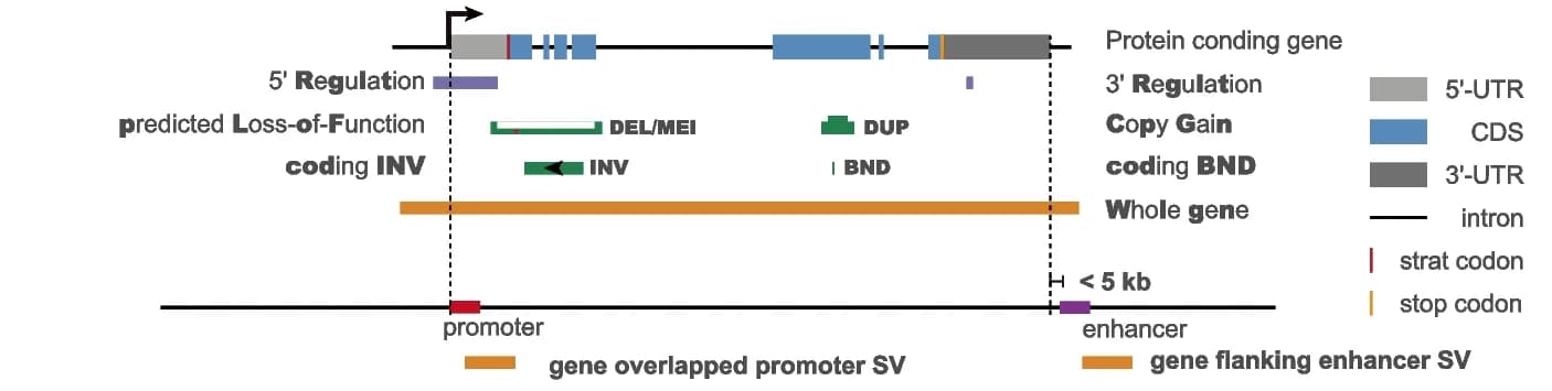 Open access visualization of Illustration, Gene Structure, Structural Variants, eQTL, sQTL