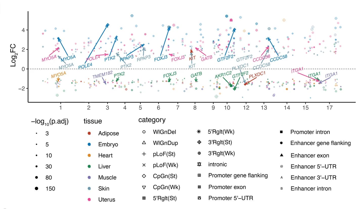 Open access visualization of Scatter Plot, Volcano Plot, Fold Changes, SV-related DEGs, Ancestral Pigs