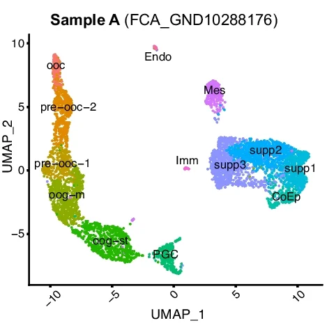 Open access visualization of UMAP, Scatter Plot, snRNA-seq, Uniform Manifold Approximation and Projection, Cell Type