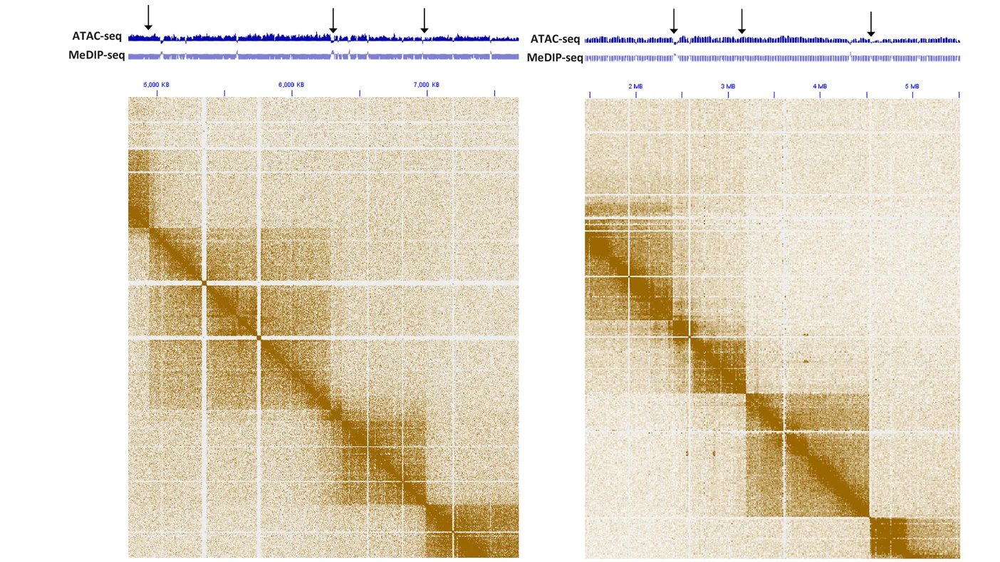 Open access visualization of Heatmap, Line Plot, 5-hmU Enrichment, Chromatin Accessibility, dinoTAD Boundaries