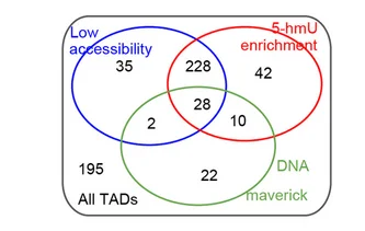 Open access visualization of Venn Diagram, DinoTAD Boundaries, Low Accessibility Regions, High 5-hmU Regions, DNA Maverick Elements