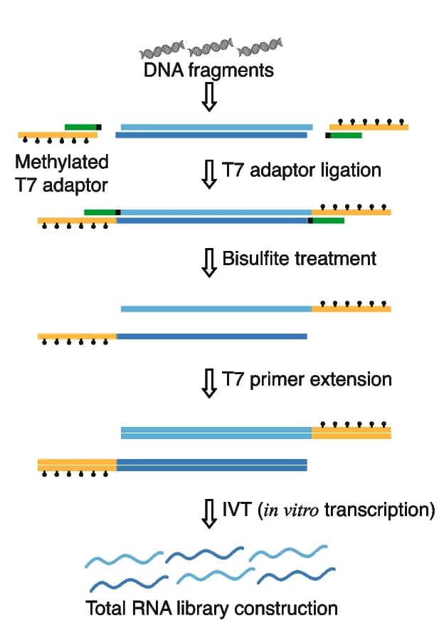 Open access visualization of Workflow, LABS, DNA Fragments, Bisulfite Treatment, In Vitro Transcription