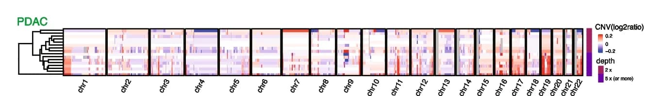 Open access visualization of Heatmap, Clustered, Normalized Copy Numbers, Pancreatic Ductal Adenocarcinoma, Sequencing Depth