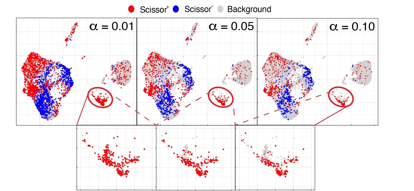 Open access visualization of Scatter Plot, UMAP, PCA, Scissor, Results