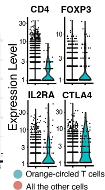 Open access visualization of Violin Plot, Scatter Plot, Regulatory T Cell, Marker Genes