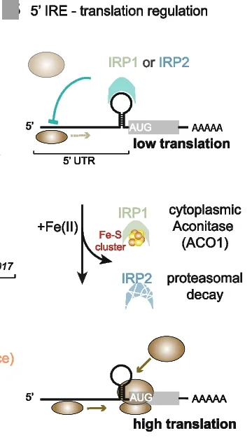 Open access visualization of Workflow, Flowchart, Illustration, IRP activity, IREs
