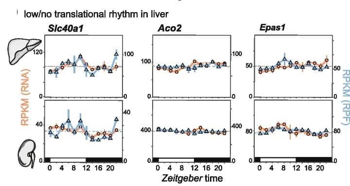 Open access visualization of Line Plot, Error Bars, RPKM Values, Ribosome Protected Fragment Data, RNA-seq Data