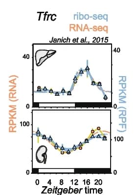 Open access visualization of Line Plot, Error Bars, RPKM Values, Ribosome Protected Fragment Data, RNA-seq Data