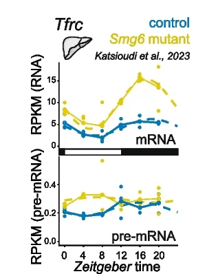 Open access visualization of Line Plot, Scatter Plot, Expression Plots, RNA-seq Data, Tfrc mRNA