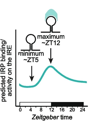 Open access visualization of Line Plot, Gene Expression, IRE, Ftl1, Fth1