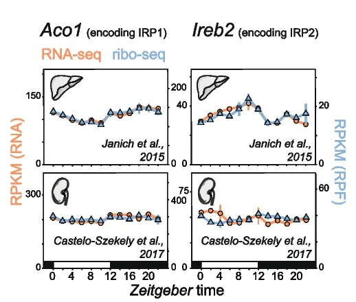 Open access visualization of Line Plot, Error Bars, RPKM, Ribosome Protected Fragment, RNA-seq