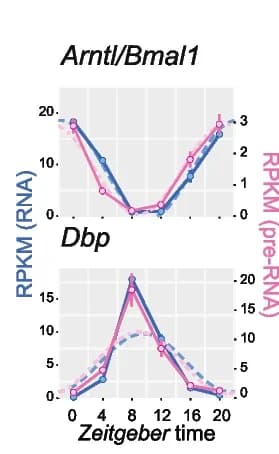 Open access visualization of Line Plot, Error Bars, Arntl, Bmal1, Dbp