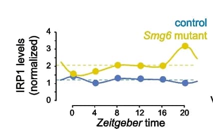 Open access visualization of Line Plot, Western Blot, Quantification, ACO1, IRP1