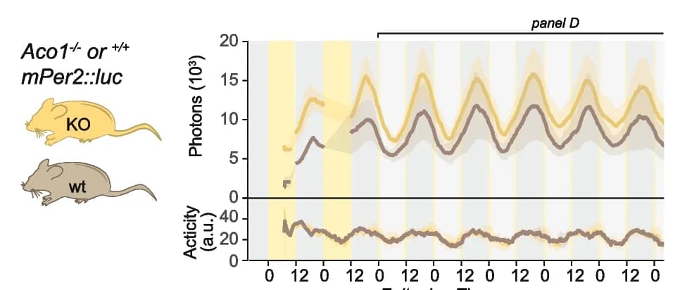 Open access visualization of Line Plot, Error Bars, Bioluminescence, Activity Traces, Aco1 Deficient Mice