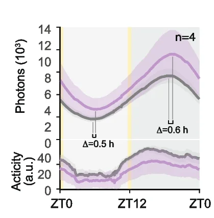 Open access visualization of Line Plot, Error Bars, PER2::LUC, Peak Phase, Trough Phase