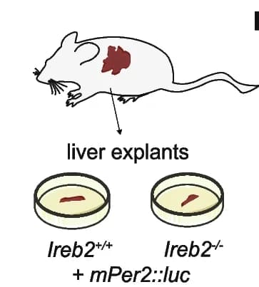 Open access visualization of Illustration, Workflow, Liver Explant, Rhythm Measurements, Ireb2 -/-