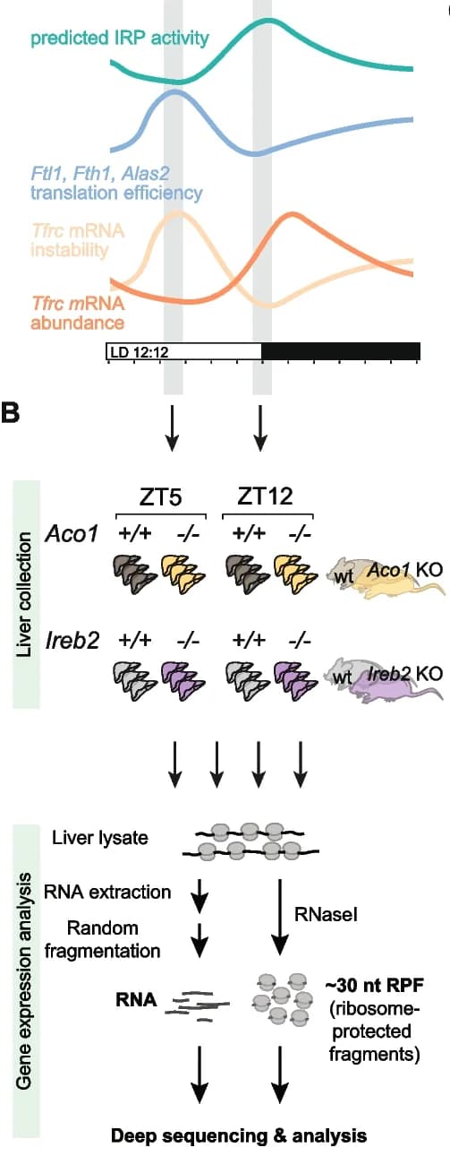 Open access visualization of Workflow, Line Plot, Timepoints, Ribo-seq, mRNA