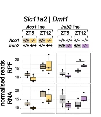Open access visualization of Box Plot, RPF, RNA, Slc11a2/Dmt1, Aco1 Line