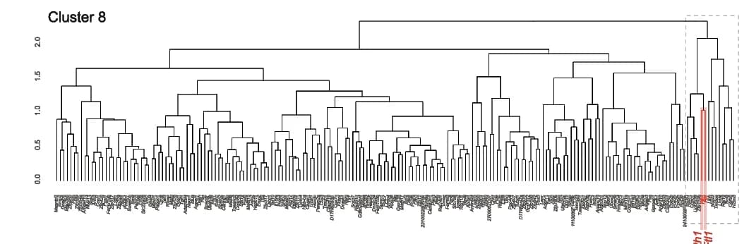 Open access visualization of Network, Hierarchical Clustering, TE Profiles, Cluster 8, Ftl1