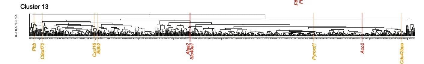 Open access visualization of Clustered, Hierarchical Clustering, TE Profiles, Cluster 13, IRE-containing transcripts