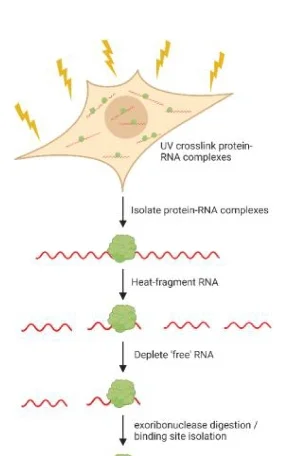 Open access visualization of Workflow, Flowchart, Illustration, ePRINT Protocol, RBP-RNA Interactions