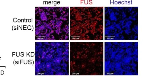 Open access visualization of Microscopy, Images, siRNA, FUS Protein, HEK293T Cells