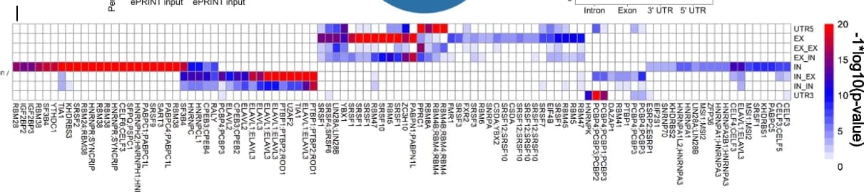 Open access visualization of Heatmap, RBP Motifs, Intragenic Gene Features, 5' UTR, Exon