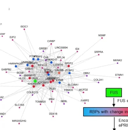 Open access visualization of Network, Pathway, Network Analysis, FUS Knockdown, eCLIP