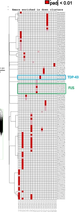 Open access visualization of Heatmap, Clustered, 6-mers, Peak Clusters, R Alignment Package