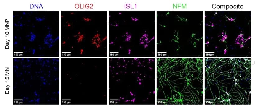 Open access visualization of Microscopy, Motor Neuron Progenitors, Motor Neurons, Cellular Imaging